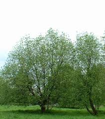 Image result for Goat Willow