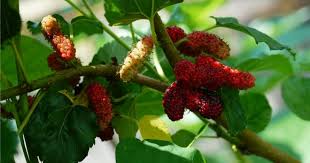 Com, dos purata daun mulberi adalah 4. Daun Mulberi Rahsia Awet Muda Dan Mengurangkan Risiko Sakit Jantung Impiana