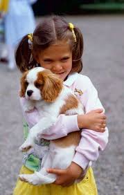 Cocuk Kopek King Charles Cavalier Spaniel Puppy King Charles Dog King Charles