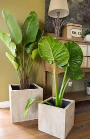 Mein Neues Wohnzimmer Gemutlich Grun Und Mit Einer Prise Abenteuer Mrs Greenery Pflanzen Fur Innen Deko Fur Wohnzimmer Bluhende Pflanzen