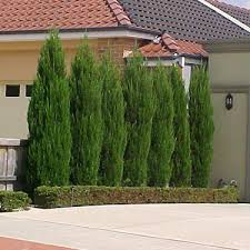 Maybe you would like to learn more about one of these? Juniperus Spartan Conifer Hello Hello Plants Garden Supplies