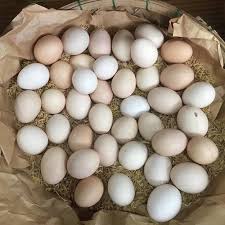 Trứng gà ta - Trứng gà ác - Trứng gà omega 3