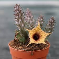 Image result for Huernia hislopii