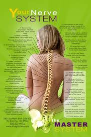 nerve chart straight chiropractic