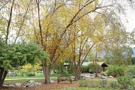 Descanso gardens in la cañada flintridge, california is an incredible place to visit. Celebrate The Holiday Season At Descanso Gardens With Reflections At Descanso Pasadena Weekendr