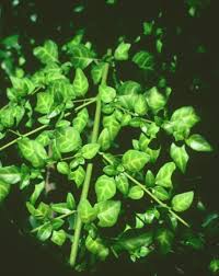 Image result for Sclerochiton apiculatus