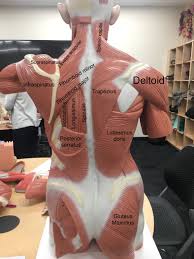 Upper Back Anatomy And Physiology Medical Anatomy Muscle Anatomy