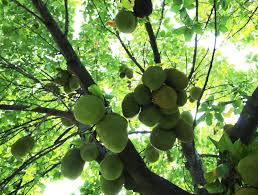 Once you plant your citrus trees, you will need to water daily until the tree is established. What Fruit Grows In Florida