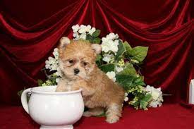 Get healthy pups from responsible and professional breeders at puppyspot. Teacup Puppies Store Reviews Http Www Teacuppuppiesstore Com Reviews Teacuppuppiesstore Com Reviews Teacup Puppie Teacup Puppies Puppy Store Puppies For Sale