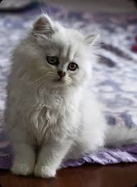 Moreover, each type of persian cat can be subdivided into various subtypes according to their characteristics, comprising a very extensive list. Chinchilla Persian Cat Biological Science Picture Directory Pulpbits Net