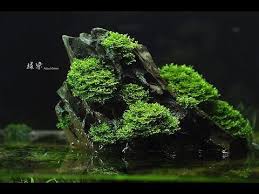 Tanaman aquascape merupakan jenis tanaman air yang biasa digunakan sebagai penghias akuarium. Moss Riccardia Youtube