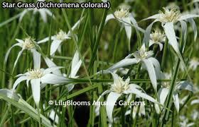 Image result for Dicoma arenaria