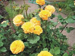Nearby florists search on the map. You Saw It June 2018 Lifestyle Gjsentinel Com