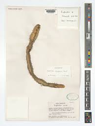 Image result for Euphorbia mlanjeana