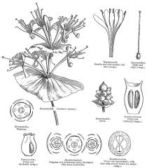 Image result for Caprifoliaceae