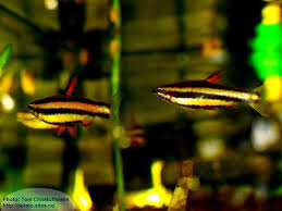 Нанностомус маргинатус или нанностомус карликовый (nannostomus marginatus). Nannostomus Marginatus