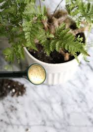 We spoke with robin mountjoy of connor's termite & pest control about some of her most effective pest control advice. Goodbye Fungus Gnats Pest Free Potting Soil Gardenista