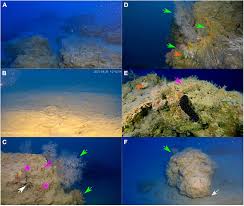 Image result for Pearsonia mesopontica