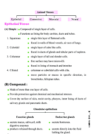 Check spelling or type a new query. Class 11 Biology Notes For Structural Organisation In Animals