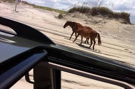 Free Things To Do In Corolla Nc Village Realty