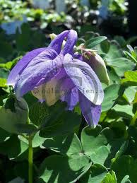 Image result for Aquilegia flabellata ministar