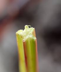 Image result for Fimbristylis quinquangularis