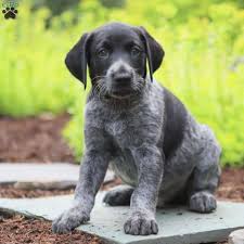 You can also email thedeercreekkennels@yahoo.com. Cody German Shorthaired Pointer Mix Puppy For Sale In Pennsylvania