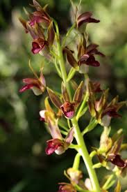 Image result for Eulophia leachii
