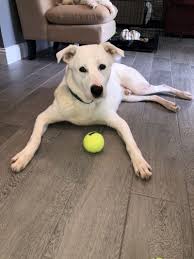 Locate an adoption agency in pasadena, ca providing full adoption services, domestic or international adoption, and adoption from foster care. Pets For Adoption At Pasadena Animal Shelter Pet Adoption Center In Pasadena Tx Petfinder