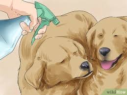 How To Get Your Two Dogs To Stop Fighting With Pictures Απόλαυσε τα καλύτερα παιχνίδια σχετικά με dog fight 2! two dogs to stop fighting