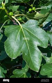 Image result for Moraceae