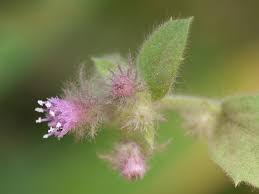 Image result for Blumea axillaris