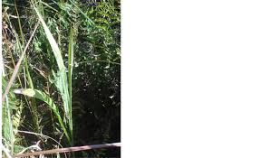 Image result for Eulophia angolensis