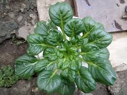 Dari ketiga jenis sawi tersebut, pakcoy termasuk jenis yang banyak dibudidayakan petani saat ini. Macam Macam Sayuran Daun Kualitas Nomor 1 Sampai Terakhir