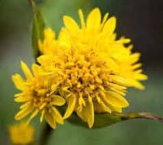 Maybe you would like to learn more about one of these? Kentucky State Flower Goldenrod