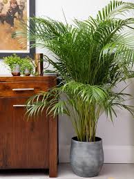 Las vegas and el paso are pretty good contenders for california fan palms in ordinary potting soil (or medium) or packaged garden soil will do as a potting medium. Growing Areca Palm Indoors How To Grow Areca Palm
