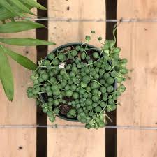 A pearl is a hard, glistening object produced within the soft tissue (specifically the mantle) of a living shelled mollusk or another animal, such as fossil conulariids. String Of Pearls Live Plant 4 In Pot Alsip Home Nursery
