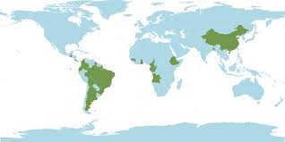 Image result for Pseudechinolaena