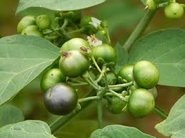 ガーデンハックルベリー？ | えさしベリー