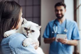 Viewed from above, the cat has a distinct waist, and from the side the belly is tucked up. How To Spot Cancer In Cats