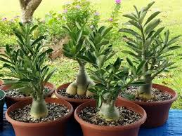 Image result for Adenium