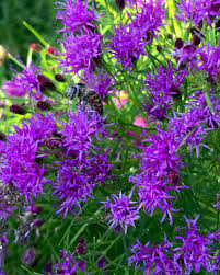 Image result for Vernonia zanzibarensis