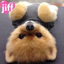 Jiff The Dog Cute Animals Cute Funny Animals Cute Baby Animals