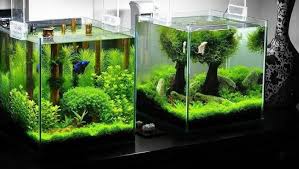 Betta Splendens Archivi Acquario Come Fare
