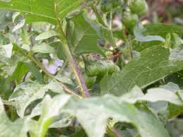 Moon flower vine (ipomoea alba), is a wonderful annual vine. Perennial Broadleaf Weeds In Lawns