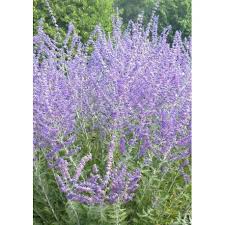 Perovskia Atriplicifolia Little Spires Sauge De Russie Sauge D Afghanistan