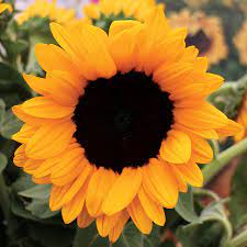 Sunflower, genus of nearly 70 species of herbaceous plants of the aster family. Vincents Choice Sunflower Seeds