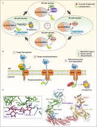 An inventory of crosstalk between ubiquitination and other  post-translational modifications in orchestrating cellular processes