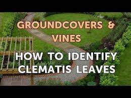 We did not find results for: How To Identify Clematis Leaves Youtube