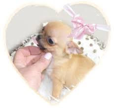 Eleveur De Chihuahua Vente De Chiot Chihuahua Lof Elevage De Nottingley En 2020 Photos Bebe Animaux Chihuahua Chiot